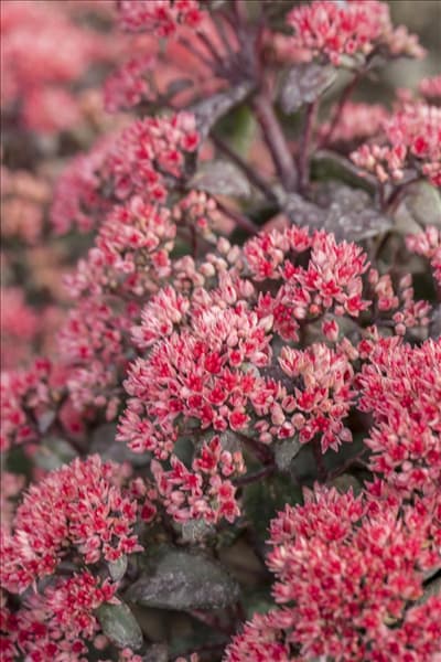 Sedum telephium 'Desert Red'