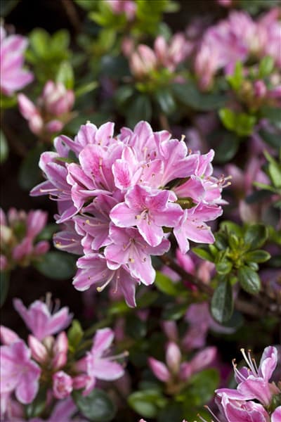 Rhododendron obtusum 'Kermesina Rose'