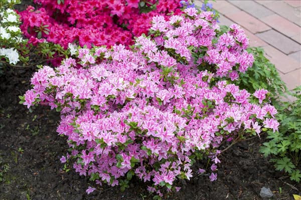 Rhododendron obtusum 'Kermesina Rose'