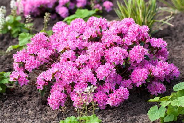 Rhododendron obtusum 'Kermesina Rose'