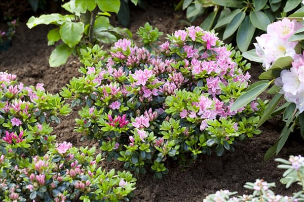 Rhododendron obtusum 'Kermesina Rose'