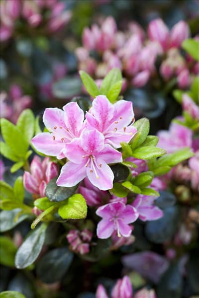 Rhododendron obtusum 'Kermesina Rose'