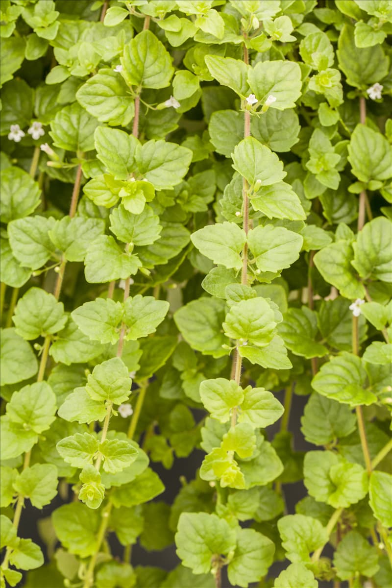 Satureja douglasii 'Indian Mint'