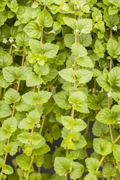 Satureja douglasii 'Indian Mint'
