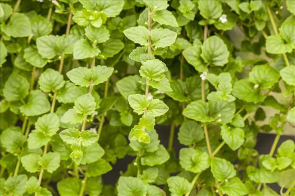 Satureja douglasii 'Indian Mint'