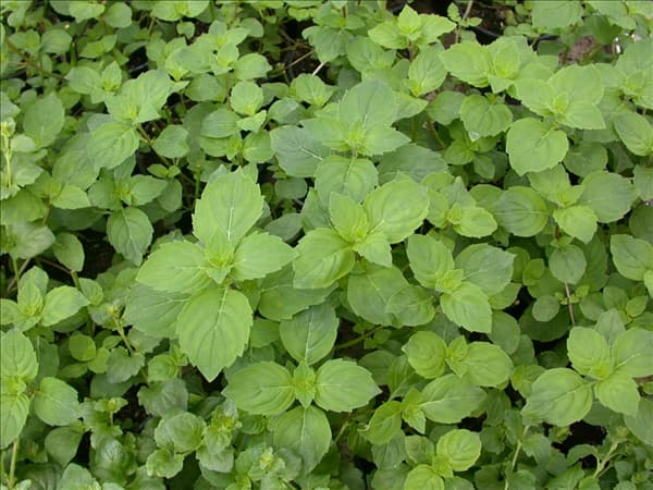 Satureja douglasii 'Indian Mint'