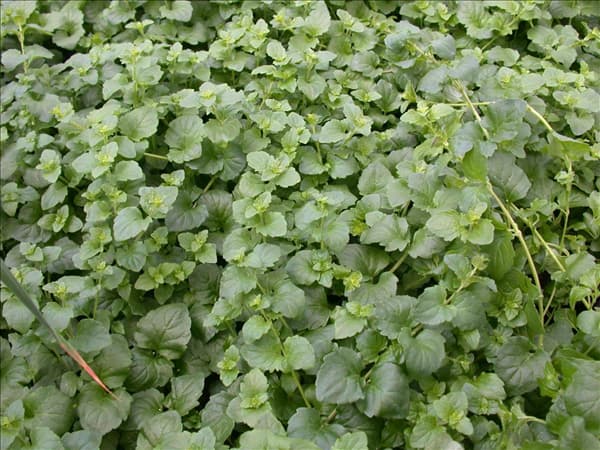 Satureja douglasii 'Indian Mint'
