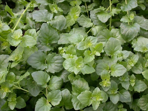 Satureja douglasii 'Indian Mint'