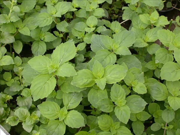 Satureja douglasii 'Indian Mint'