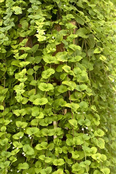 Satureja douglasii 'Indian Mint'