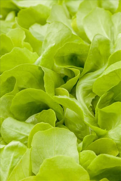 Lactuca sativa