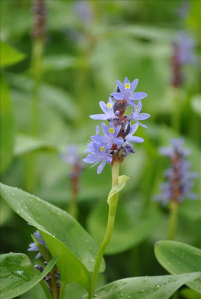 Pontederia cordata