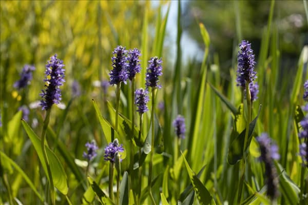 Pontederia cordata
