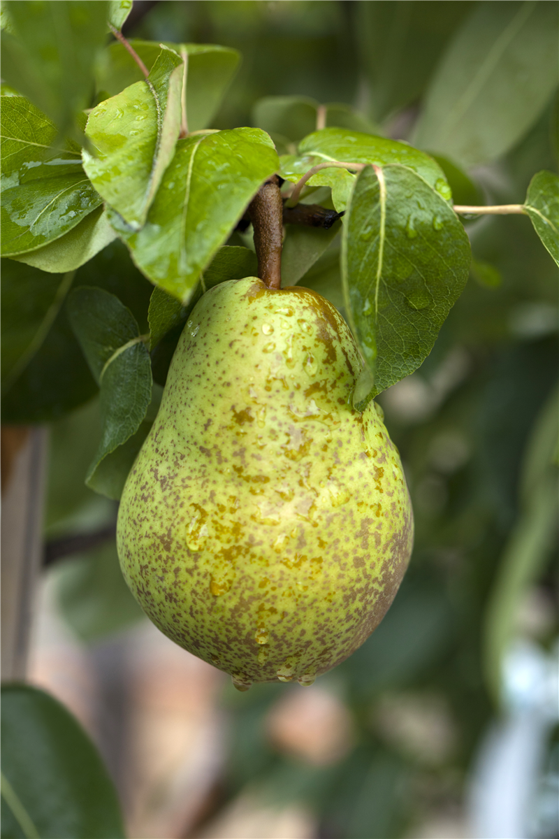 Pyrus communis 'Williams Christ'