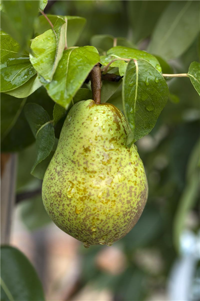 Pyrus communis 'Williams Christ'