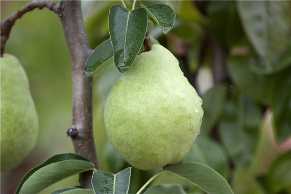 Pyrus communis 'Williams Christ'