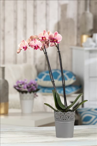 Phalaenopsis 'Cascade'
