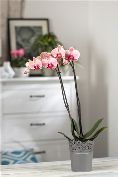 Phalaenopsis 'Cascade'