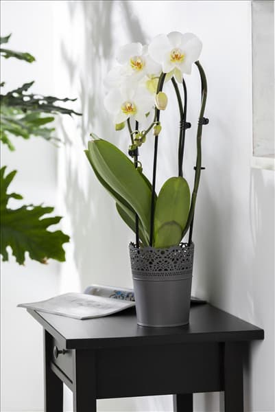 Phalaenopsis 'Cascade'