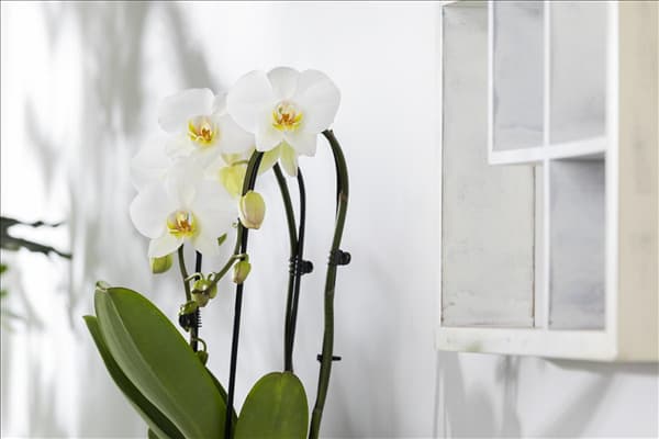 Phalaenopsis 'Cascade'