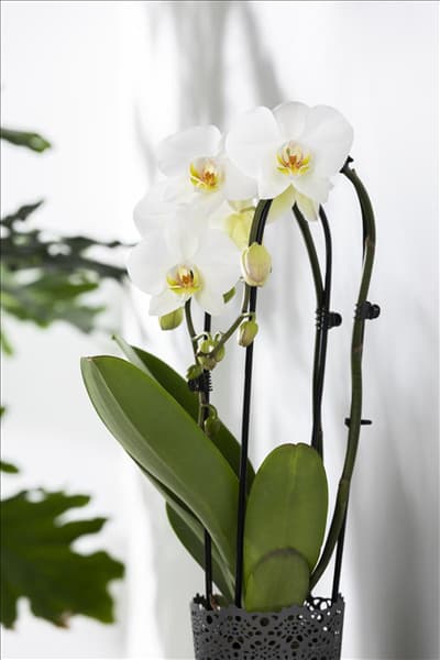 Phalaenopsis 'Cascade'