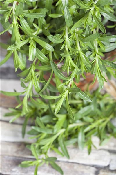 Satureja hortensis