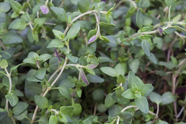 Satureja hortensis