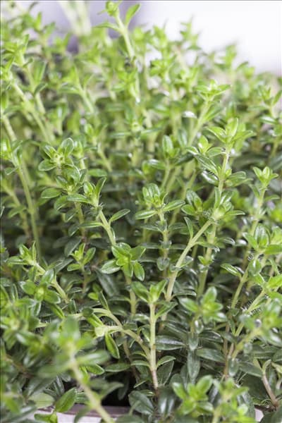 Satureja hortensis