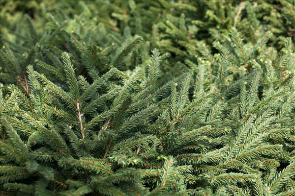 Picea glauca