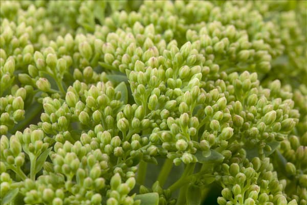 Sedum telephium 'Herbstfreude'