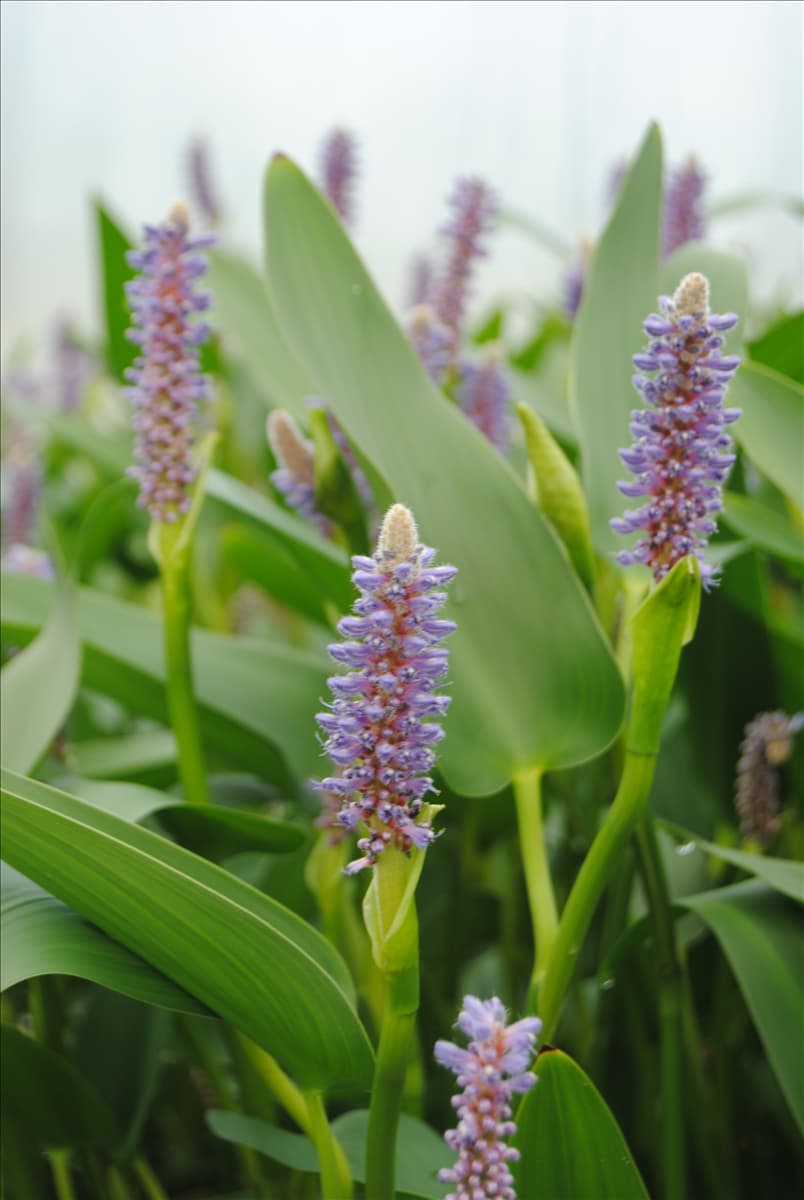 Pontederia lanceolata