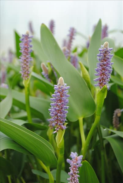 Pontederia lanceolata