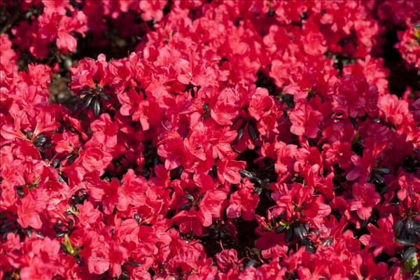 Rhododendron obtusum 'Maruschka'®