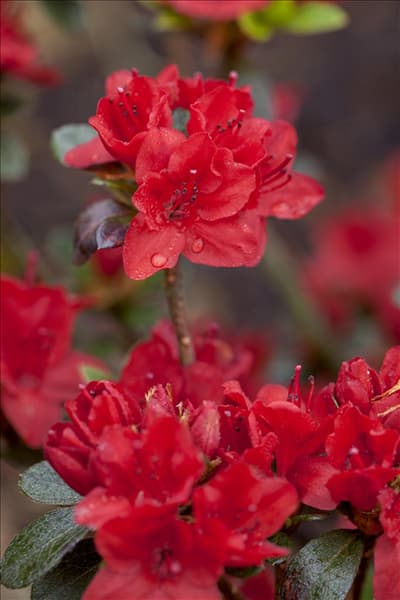 Rhododendron obtusum 'Maruschka'®