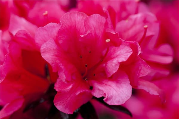 Rhododendron obtusum 'Maruschka'®