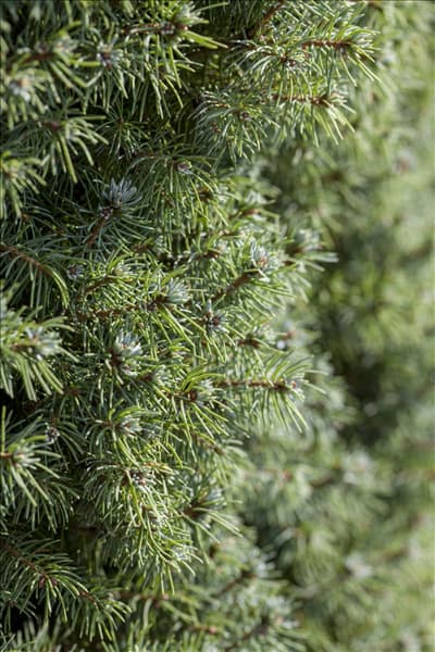 Picea glauca 'Blue Wonder'(s)