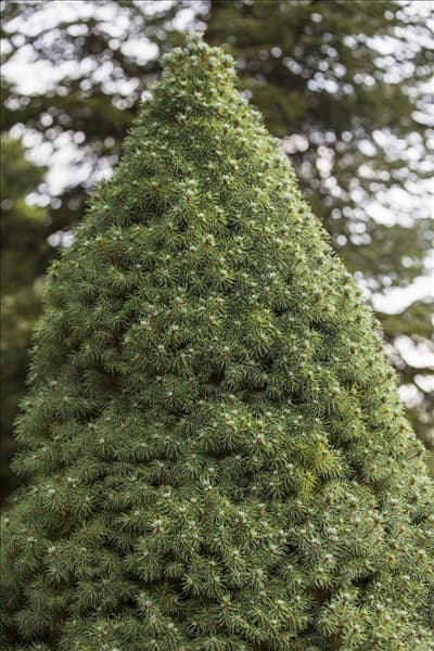 Picea glauca