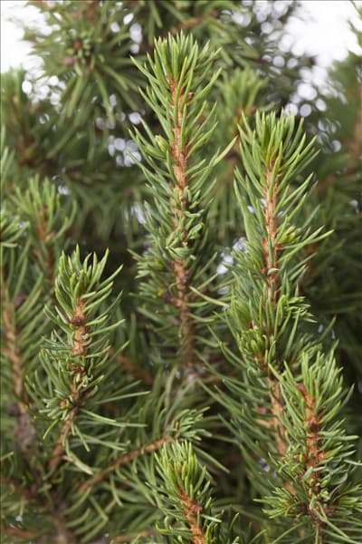 Picea glauca 'Conica'