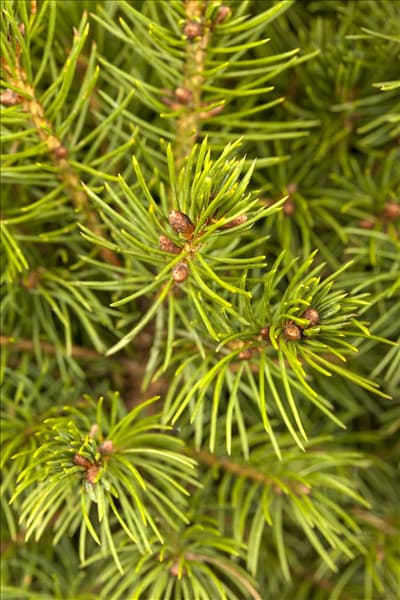 Picea glauca