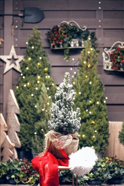 Picea glauca 'Conica'