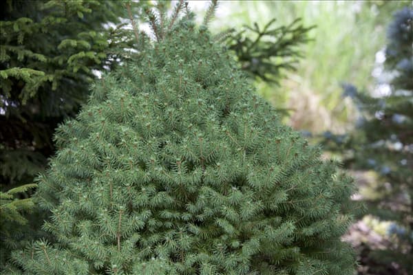 Picea glauca 'Conica'