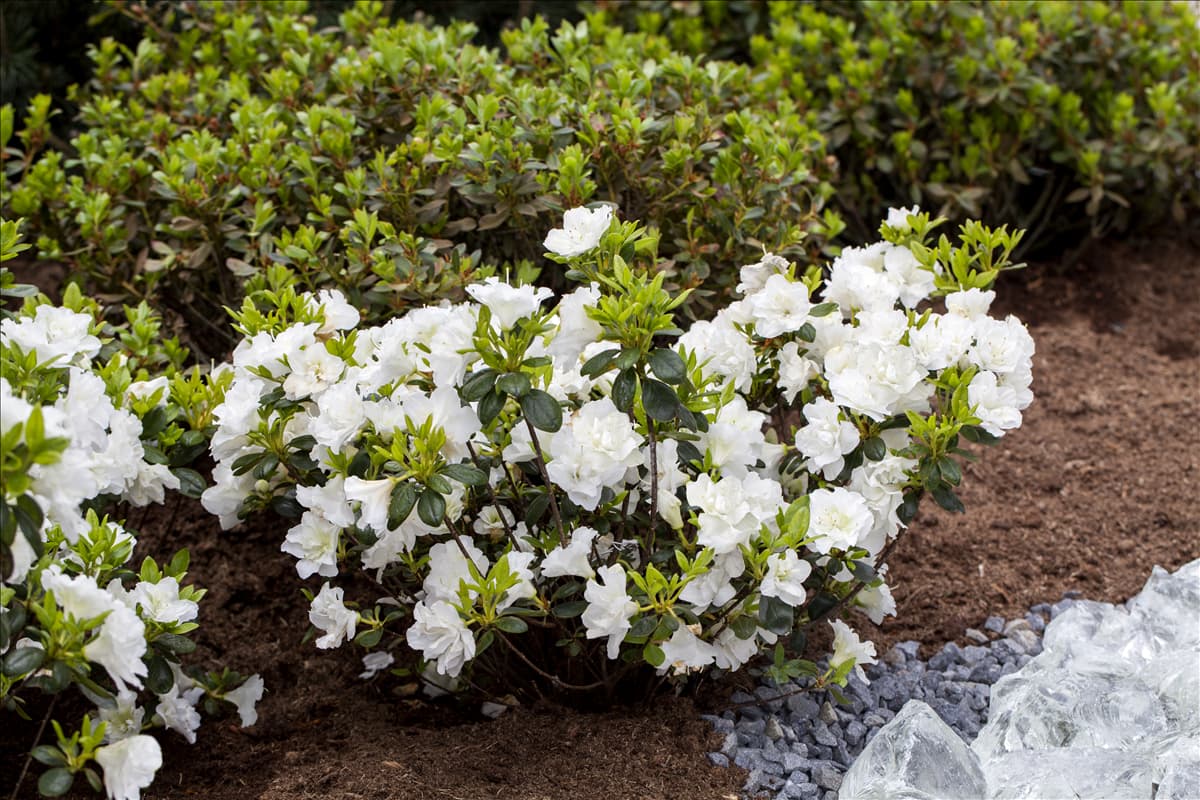 Rhododendron obtusum 'Schneeperle'®