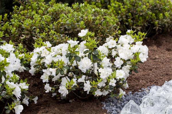 Rhododendron obtusum 'Schneeperle'®