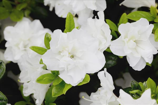 Rhododendron obtusum 'Schneeperle'®