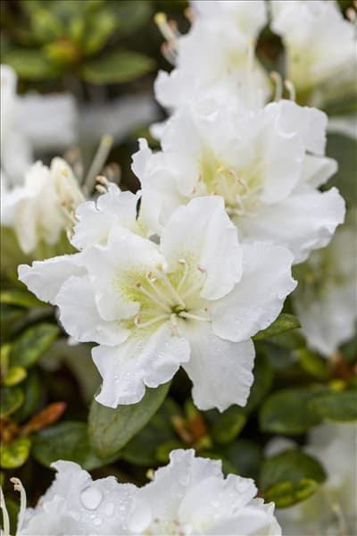 Rhododendron obtusum 'Schneeperle'®