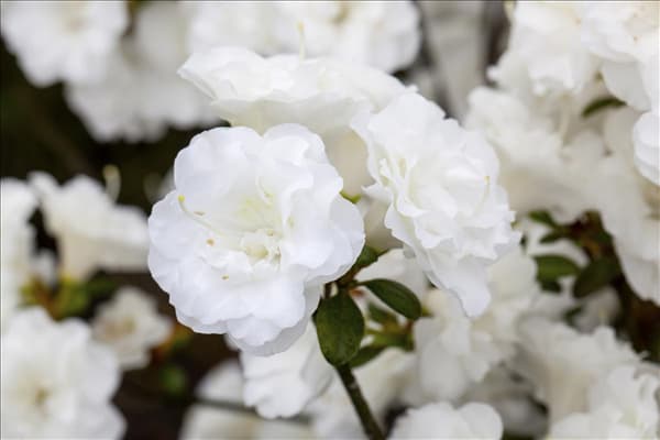 Rhododendron obtusum 'Schneeperle'®