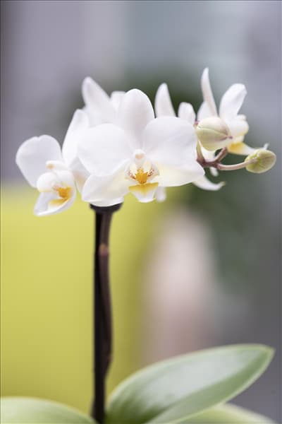 Phalaenopsis Mini
