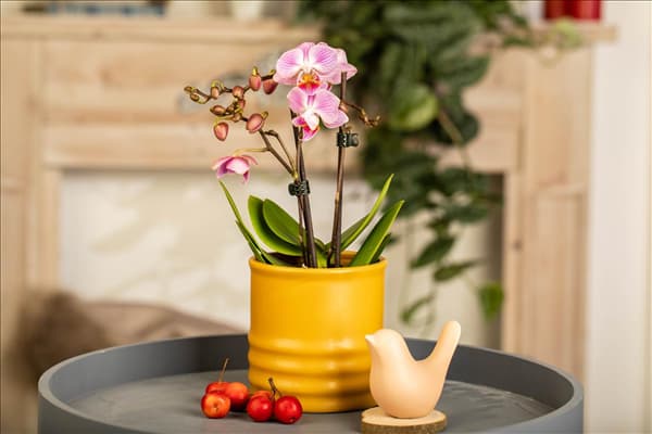 Phalaenopsis Mini