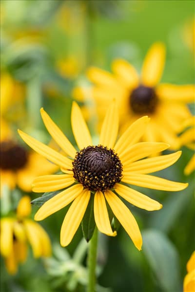 Rudbeckia fulgida var. sullivantii 'Little Goldstar'