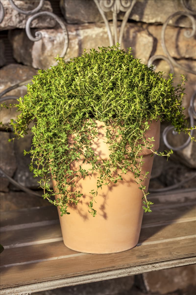 Satureja montana